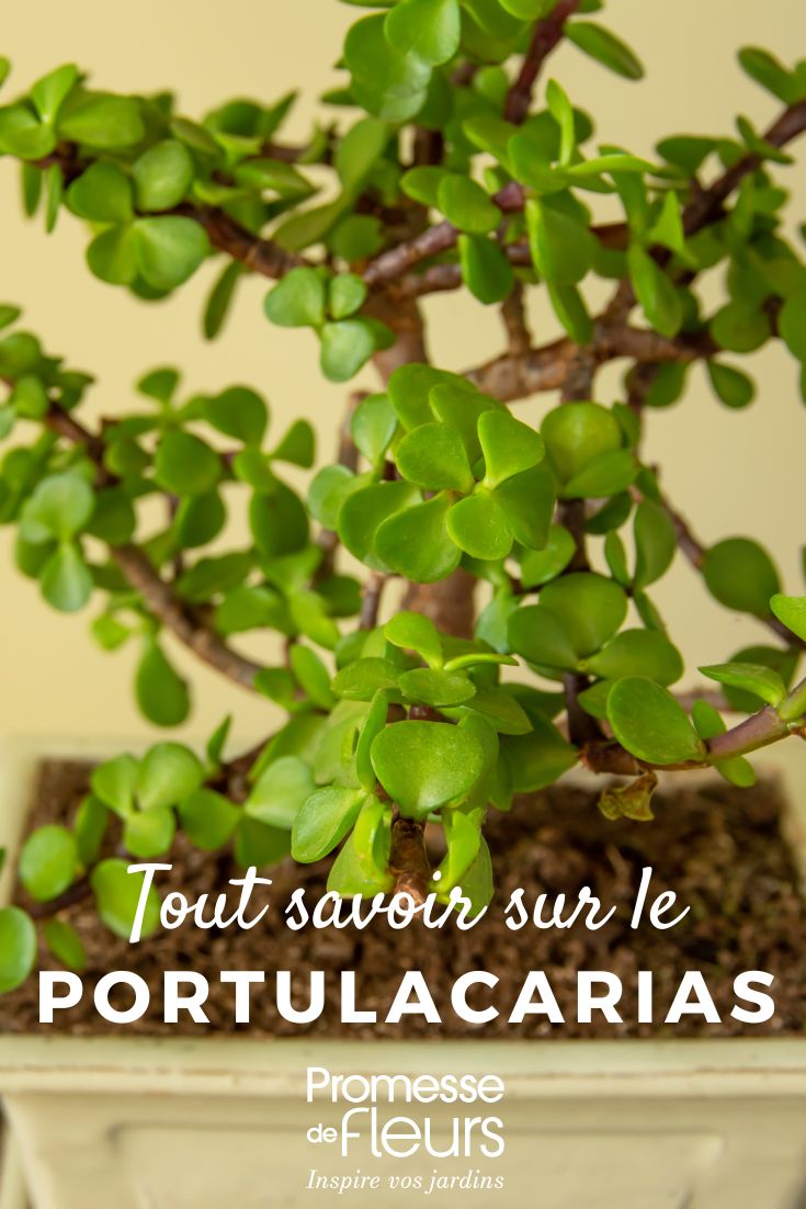 Tutto quello che c'è da sapere sul Portulacaria