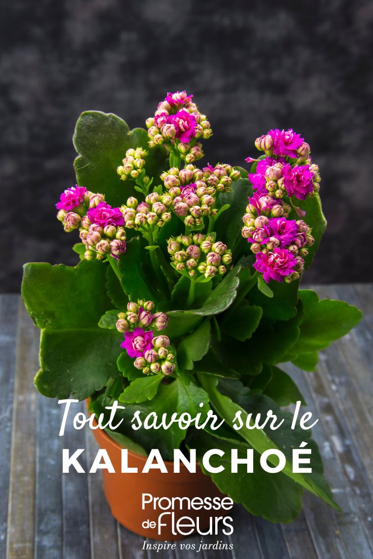 kalanchoe tutto quello che c'è da sapere Kalanchoe: coltivazione e cura