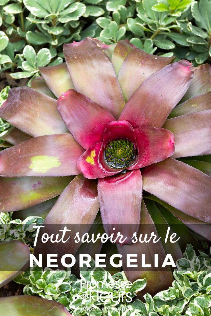 Neoregelia - Schede piante Tutto quello che c'è da sapere (4) Neoregelia: coltivazione e cura