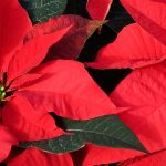 Stella di Natale - Poinsettia: coltivazione e cura
