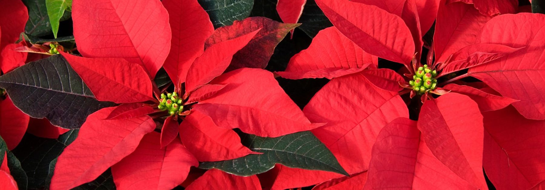 Stella di Natale - Poinsettia: coltivazione e cura