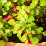 Portulacaria: coltivazione, cura e varietà