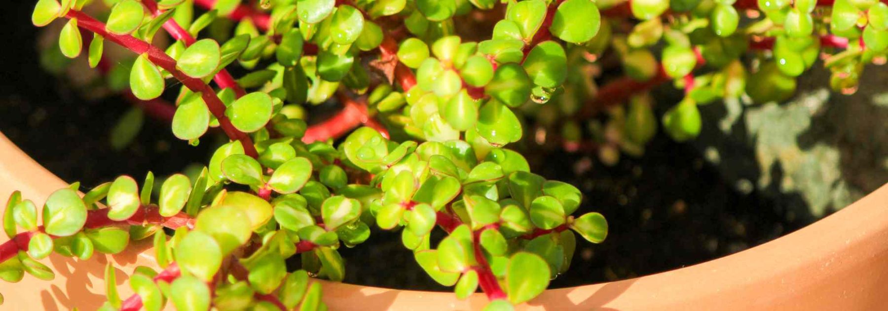 Portulacaria: coltivazione, cura e varietà