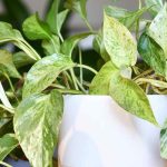 Pothos: piantare, coltivare e propagare questa pianta d'appartamento facile