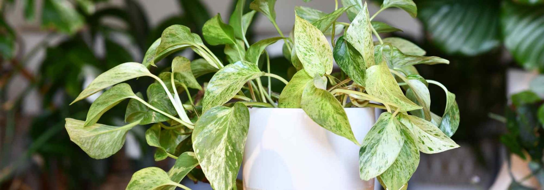 Pothos: piantare, coltivare e propagare questa pianta d'appartamento facile