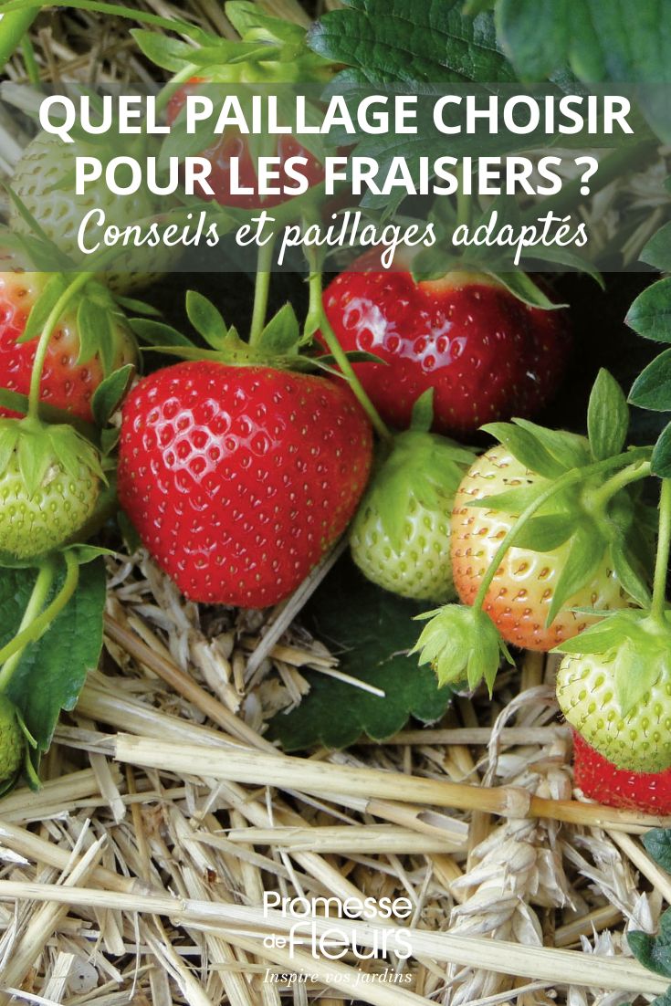 Quale pacciamatura scegliere per le fragole (1) pacciamare le fragole