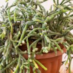 Rhipsalis - Cactus vischio: piantagione, cura per questo cactus da interno ricadente
