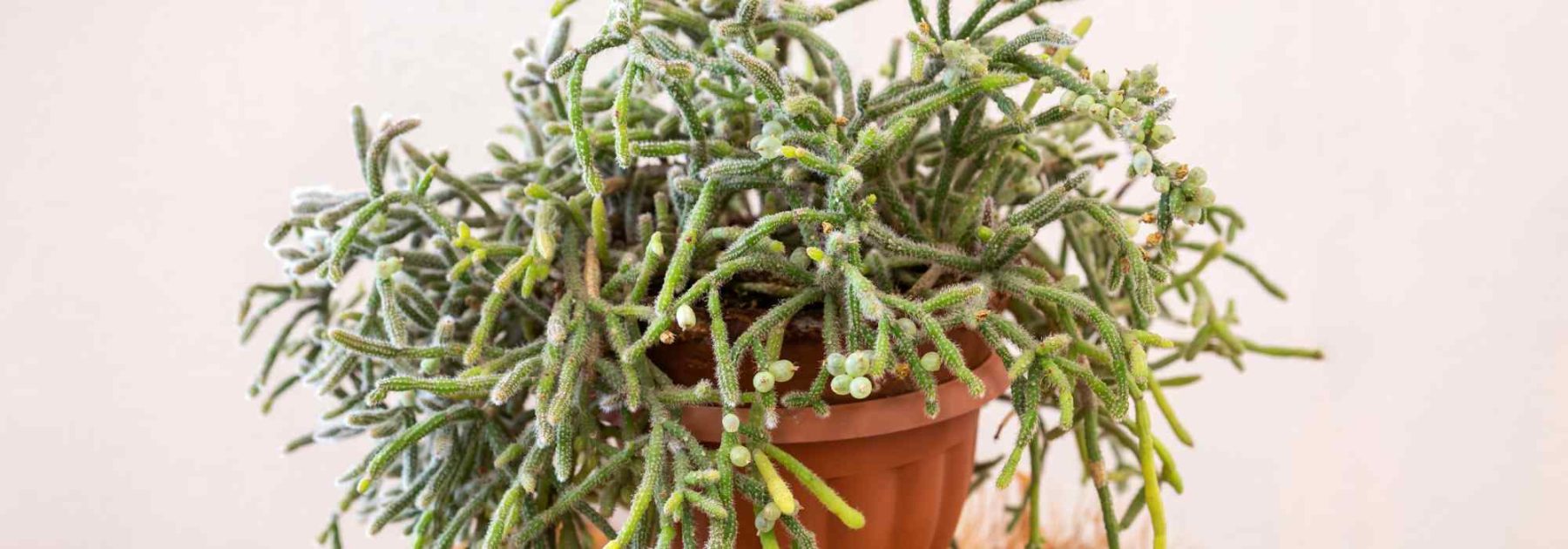 Rhipsalis - Cactus vischio: piantagione, cura per questo cactus da interno ricadente