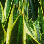 Sansevieria, Lingua di suocera: coltivazione e cura in interno