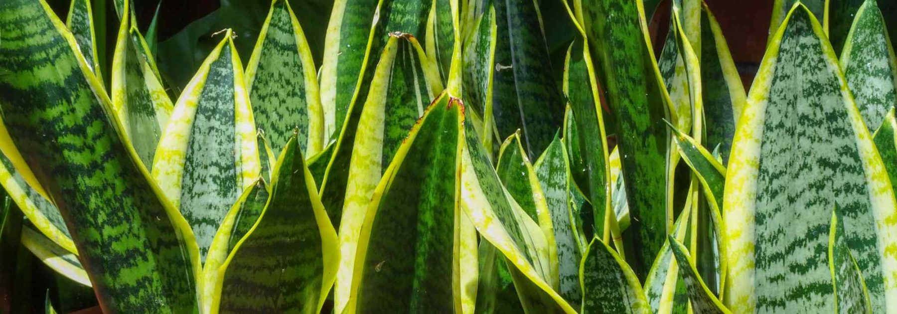 Sansevieria, Lingua di suocera: coltivazione e cura in interno