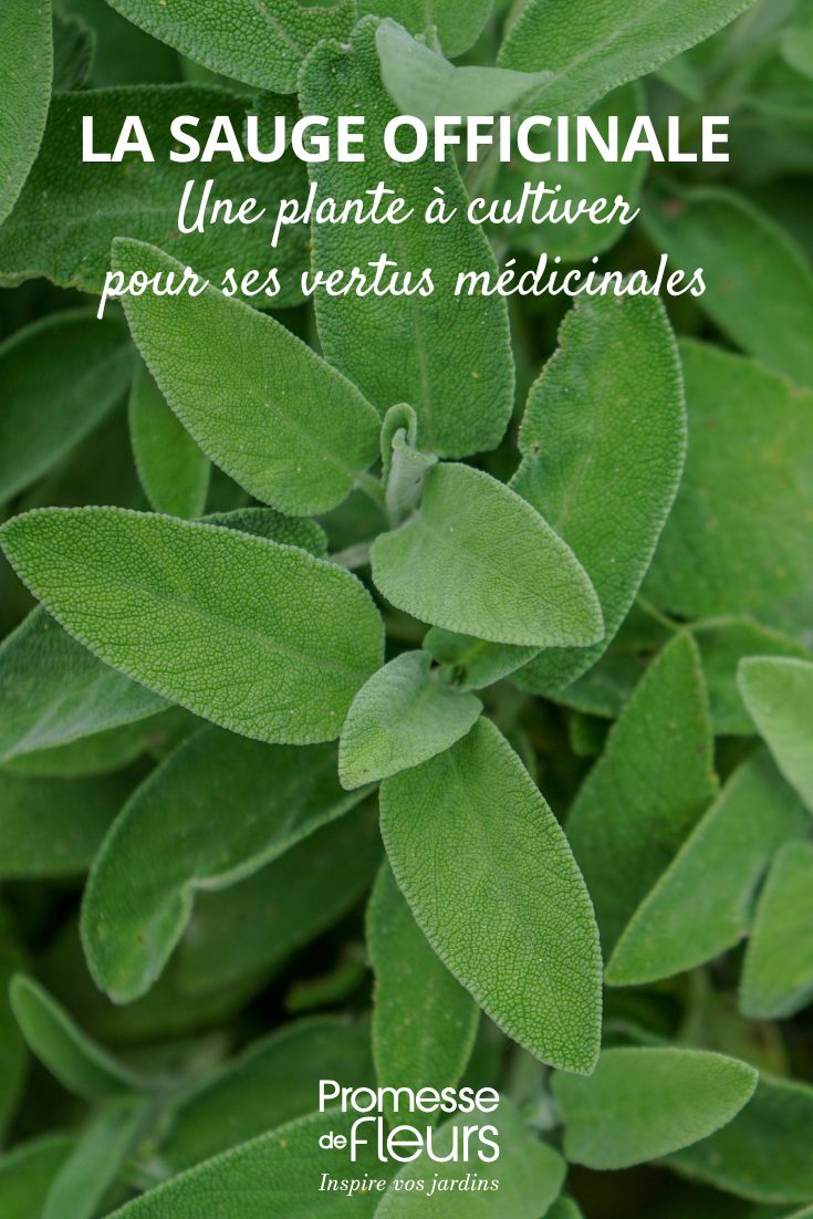 Salvia officinale: una pianta da coltivare per i suoi benefici sulla salute Salvia officinale