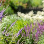 Tendenza giardinaggio 2025: l'estetica naturalistica ispira uno stile campestre e rilassato