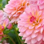 Pinkish Lemon : la nuova tendenza giardinaggio con sfumature acidule