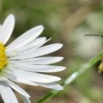 Api selvatiche o domestiche: quali specie si incontrano nei nostri giardini?