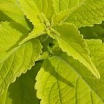 Fogliami dorato: piante annuali che illuminano il giardino per tutta la stagione