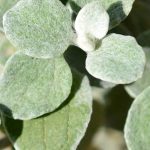 Riflessi argentati in giardino: le più belle piante annuali a fogliame grigio