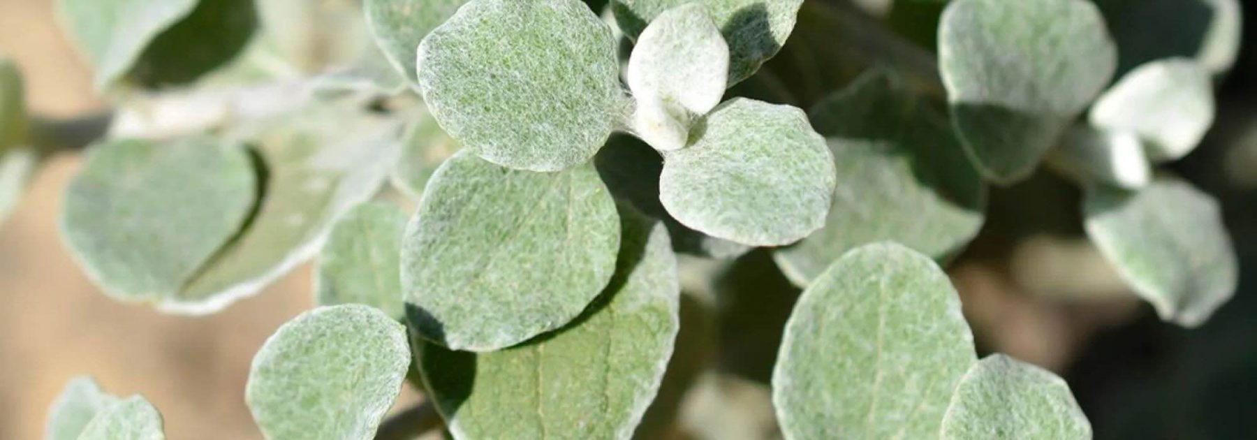 Riflessi argentati in giardino: le più belle piante annuali a fogliame grigio