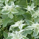 Colori e contrasti: le più belle piante annuali a fogliame variegato