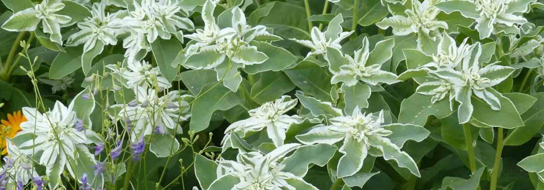 Colori e contrasti: le più belle piante annuali a fogliame variegato