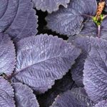 Fogliami porpora: piante annuali che elettrizzano il giardino