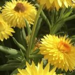 Giardino zone aride: le piante annuali più resistenti alla siccità