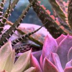 Malattie e parassiti dei cactus da interno: come trattarli e prevenirli?