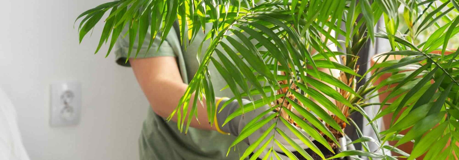 Malattie, parassiti, carenze: tutto ciò che può colpire il tuo Chamaedorea