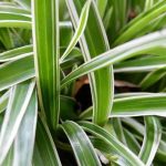 Chlorophytum: parassiti, malattie e consigli di cura da conoscere