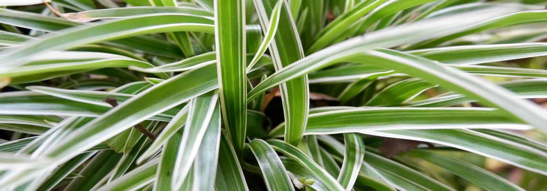 Chlorophytum: parassiti, malattie e consigli di cura da conoscere