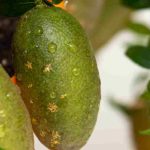 Malattie e parassiti del limone caviale
