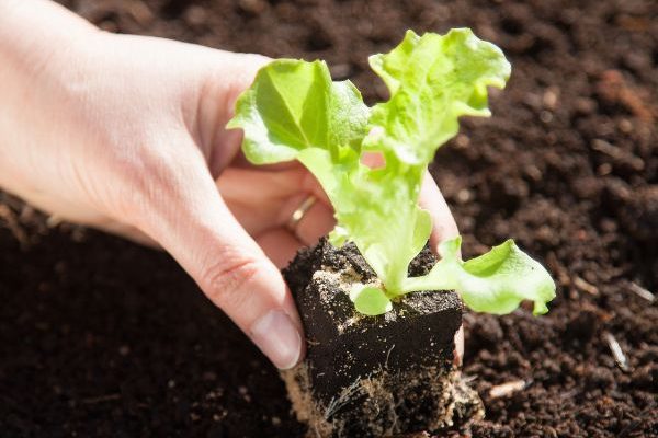 Quando e come trapiantare le insalate e lattughe in giardino?