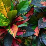 Croton in casa: parassiti, malattie e problemi frequenti