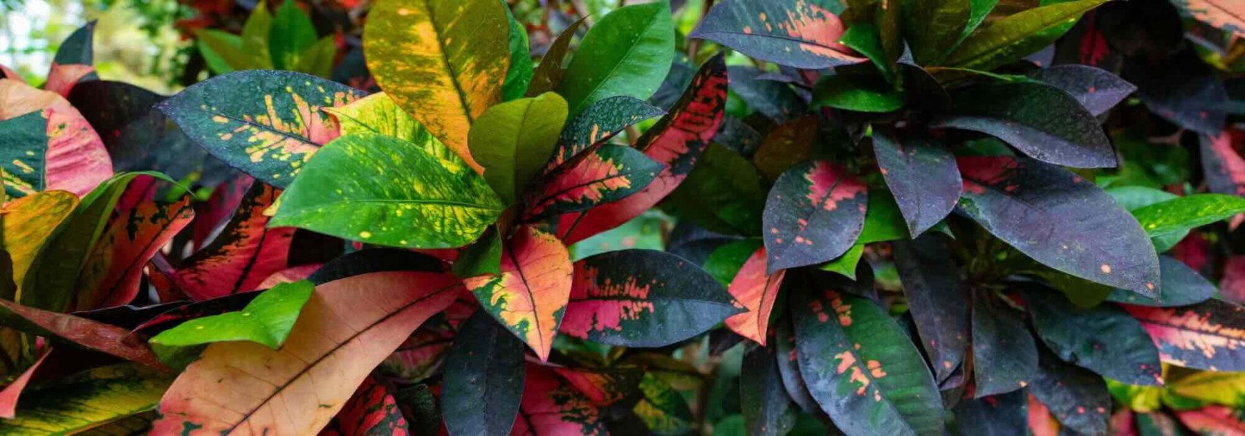 Croton in casa: parassiti, malattie e problemi frequenti