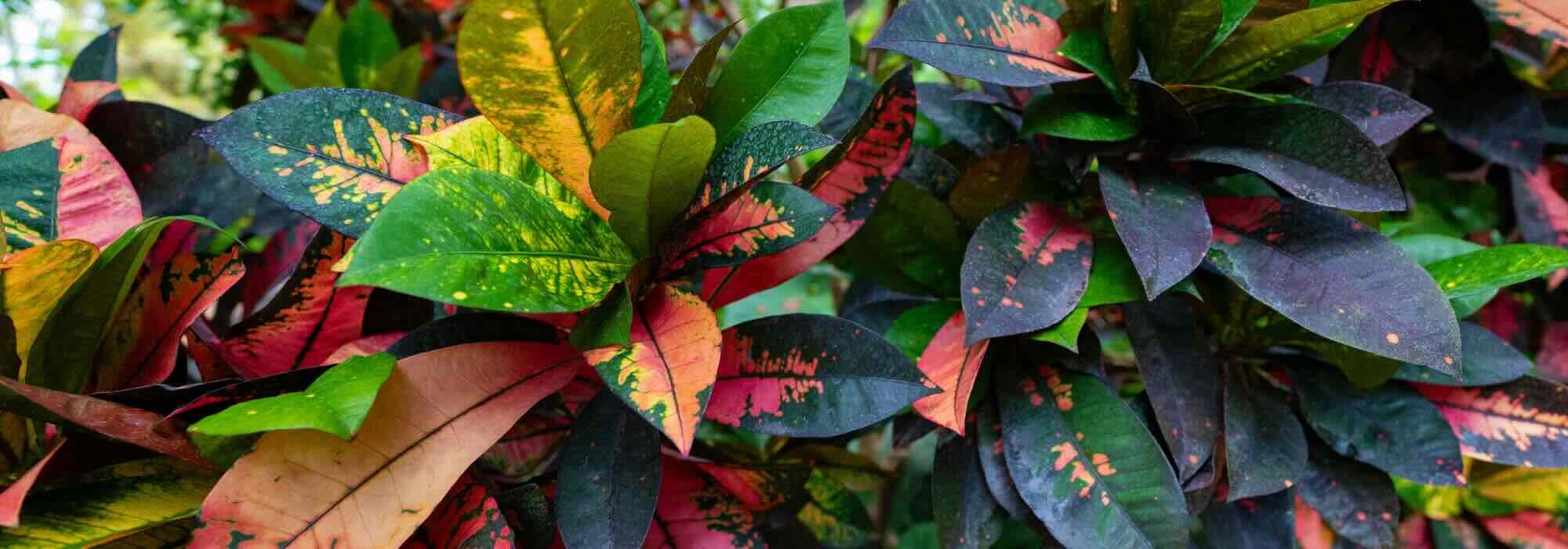 Croton in casa: parassiti, malattie e problemi frequenti