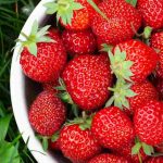 Come concimare naturalmente le tue fragole?