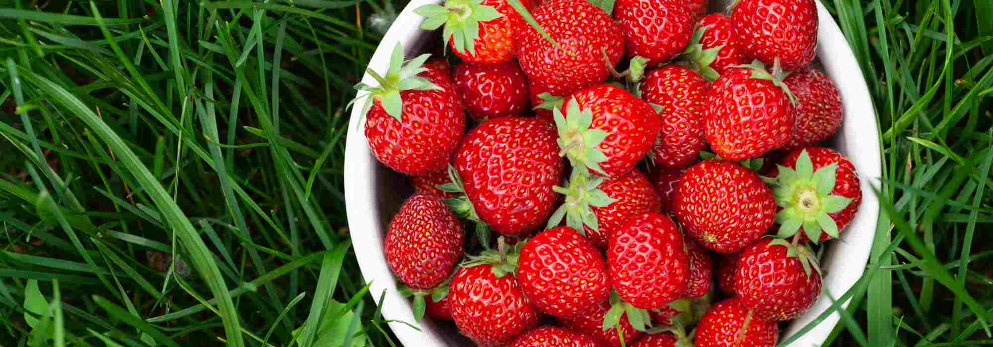 Come concimare naturalmente le tue fragole?