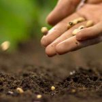 I miei semi non germogliano: perché? Cosa fare?