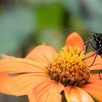 Biodiversità: come creare rifugi per la natura nel tuo giardino