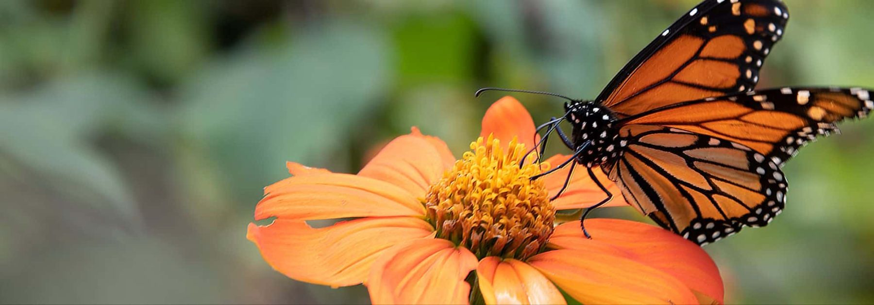 Biodiversità: come creare rifugi per la natura nel tuo giardino