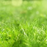 Manutenzione del prato: gli errori più comuni