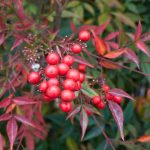 Malattie e parassiti del Nandina