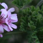 Malattie e parassiti dei pelargoni
