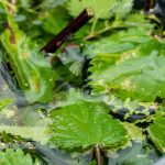 Giardinaggio per principiantI: come nutrire le piante in modo naturale e facile?