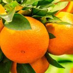 Arancio: come identificare e trattare malattie e parassiti?