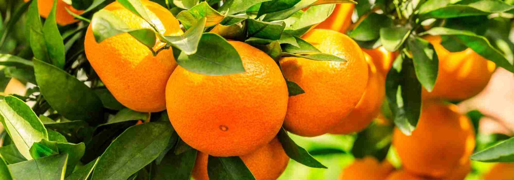 Arancio: come identificare e trattare malattie e parassiti?