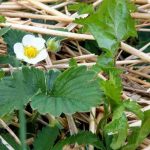 Quale pacciamatura scegliere per le fragole?
