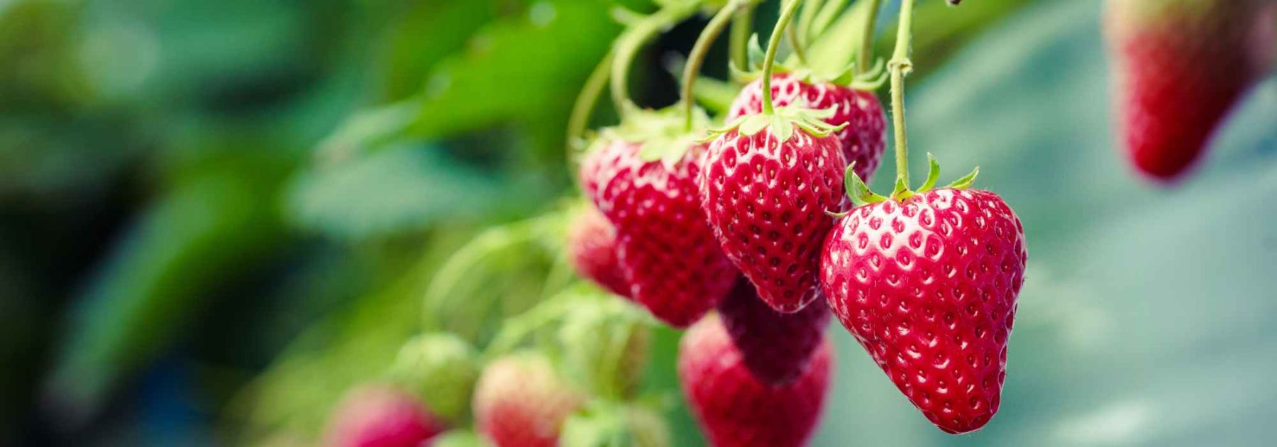 Piccoli frutti da coltivare in vaso