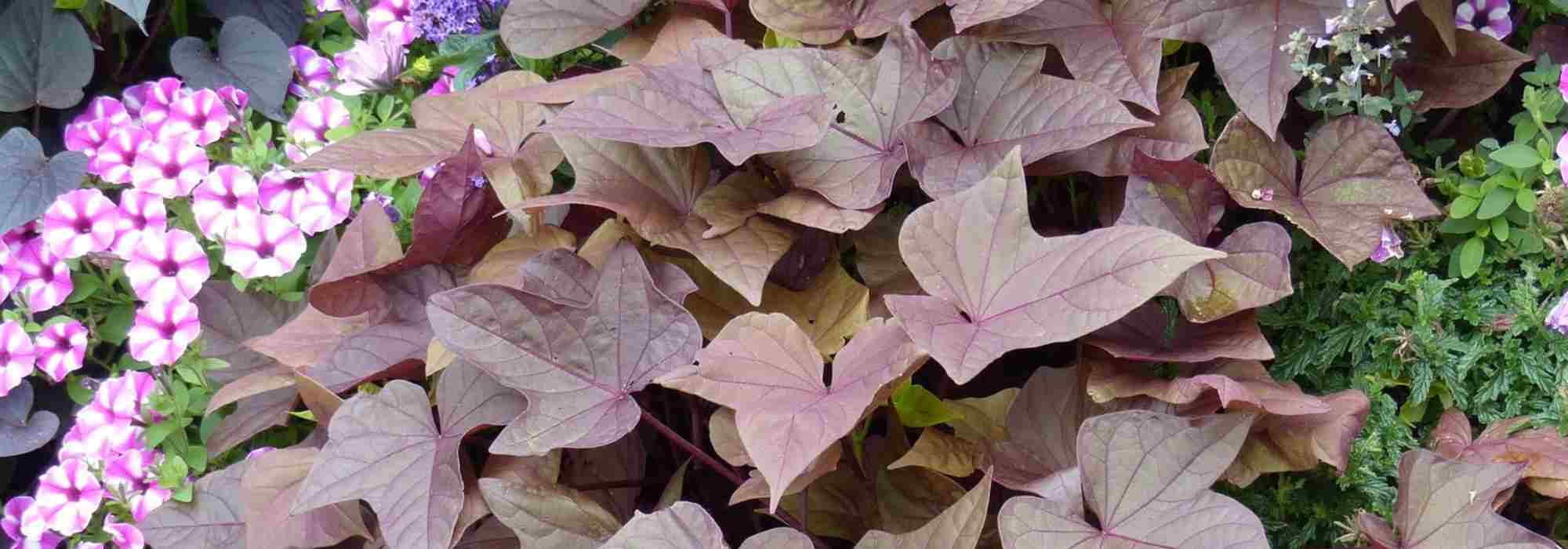 Le migliori piante annuali con fogliame decorativo per abbellire il tuo giardino o balcone