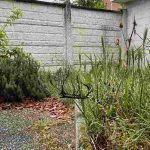 Come ridare vita a un vecchio giardino abbandonato, passo dopo passo
