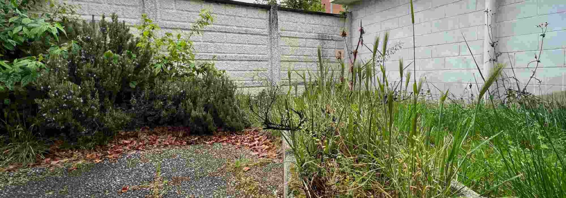 Come ridare vita a un vecchio giardino abbandonato, passo dopo passo
